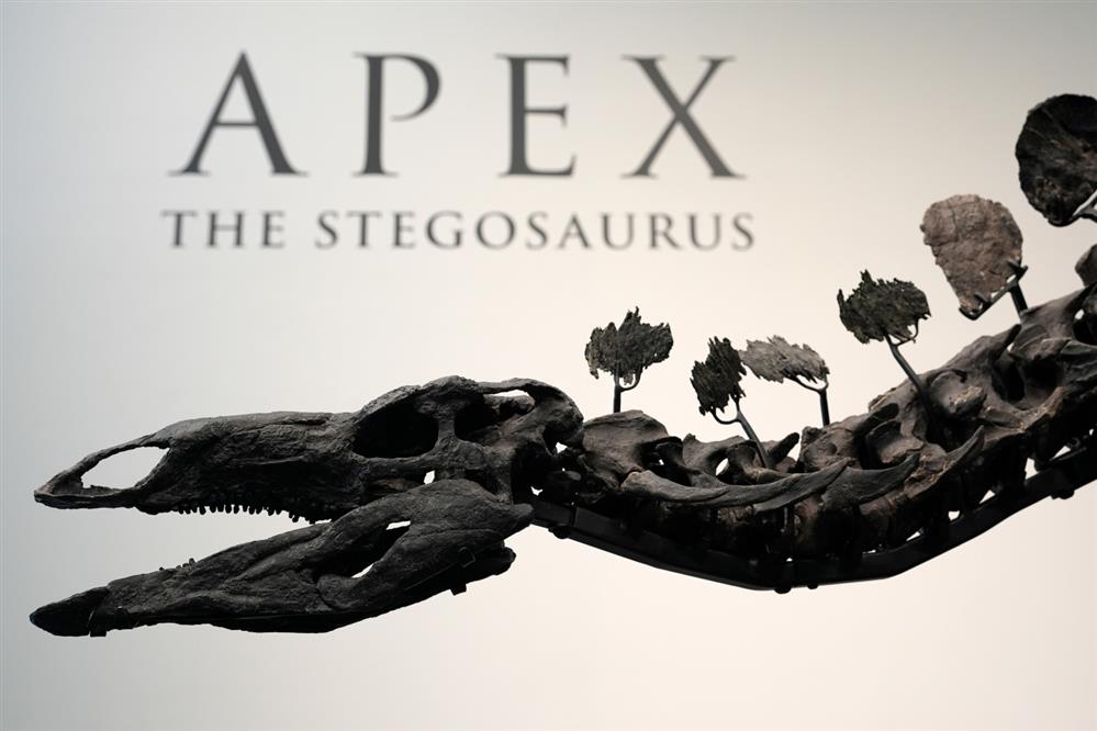 Στεγόσαυρος APEX