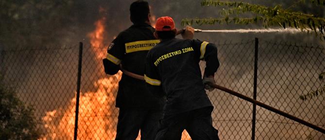 Φωτιά στην Εύβοια: Κάηκε ολοσχερώς χοιροστάσιο με 60 ζώα (εικόνες)